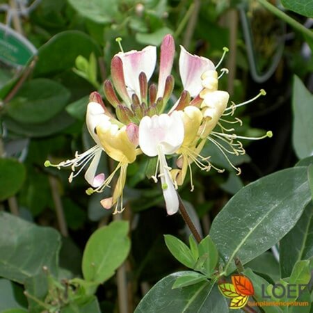 Lonicera japonica 'Hall's Prolific' 150/175 C.