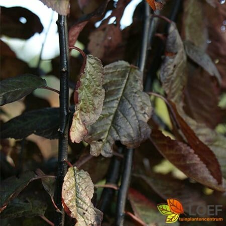 Prunus cerasifera 'Nigra' 12-14 DR. - afbeelding 4