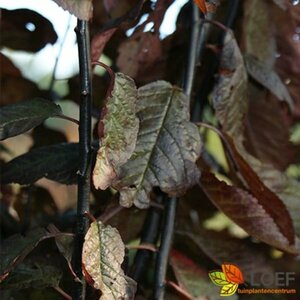 Prunus cerasifera 'Nigra' 12-14 DR. - afbeelding 4