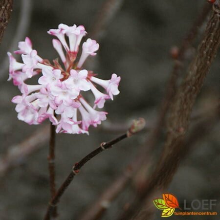 Viburnum bodnantense 'Charles Lamont' 125/150 KL. - afbeelding 1