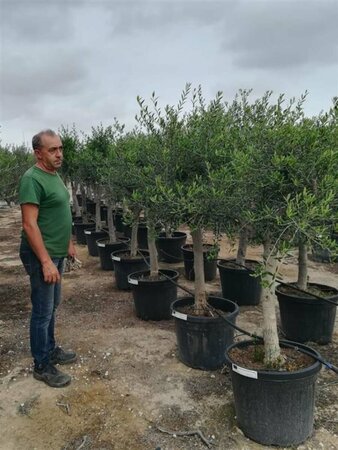 Olea europaea Bonsaii 90-100 Schaal - afbeelding 5