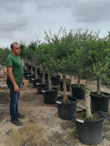 Olea europaea Bonsaii 90-100 Schaal - afbeelding 5