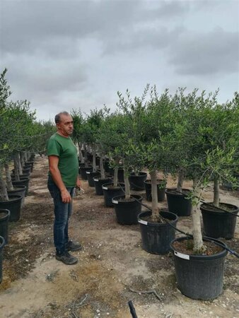 Olea europaea Bonsaii 90-100 Schaal - afbeelding 2