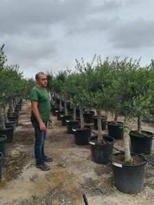 Olea europaea Bonsaii 90-100 Schaal - afbeelding 2