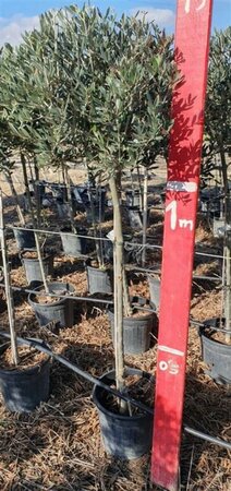 Olea europaea Bonsaii 90-100 Schaal - afbeelding 3
