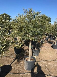 Olea europaea Bonsaii 90-100 Schaal - afbeelding 4