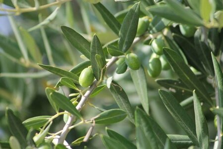 Olea europaea Bonsaii 90-100 Schaal - afbeelding 1