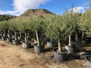 Olea europaea Bonsaii 90-100 Schaal - afbeelding 6