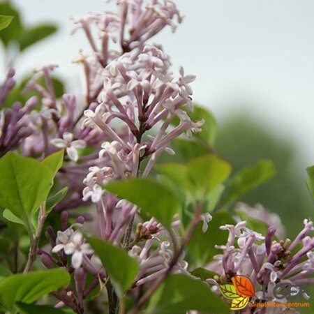 Syringa meyeri 'Palibin' ST. 150 C. 