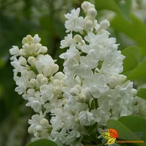 Syringa vulgaris 'Mme Lemoine' 80/100 KL. - afbeelding 2