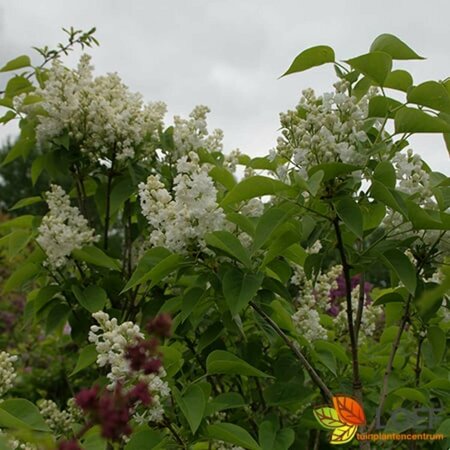 Syringa vulgaris 'Mme Lemoine' 80/100 KL. - afbeelding 3