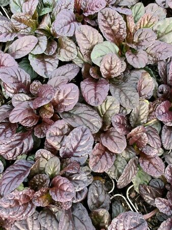 Ajuga reptans 'Atropurpurea' C2 - afbeelding 8