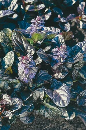 Ajuga reptans 'Atropurpurea' C2 - afbeelding 7