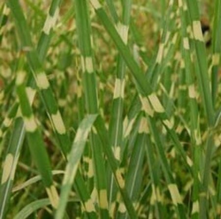 Miscanthus sinensis 'Zebrinus'=strictus 60/80 C. - afbeelding 2