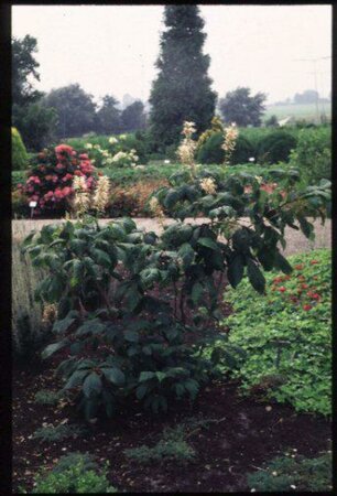 Aesculus parviflora 100/125 C. - afbeelding 4