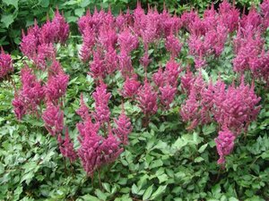 Astilbe chinens. 'Visions in Pink' P11 - afbeelding 1