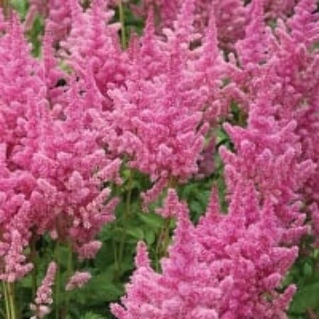 Astilbe chinens. 'Visions in Pink' P11 - afbeelding 2