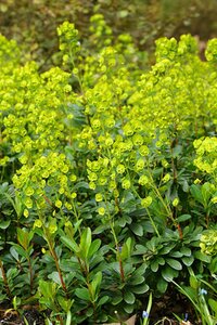 Euphorbia amygdaloides robbiae C5 - afbeelding 4