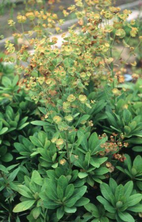 Euphorbia amygdaloides robbiae C5 - afbeelding 2