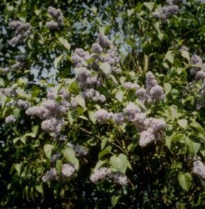 Syringa vulgaris 125/150 C.