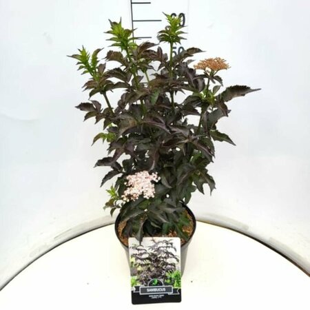 Sambucus nigra 'Black Tower' 300/350 C.