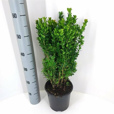 Buxus sempervirens 30/40 C. - afbeelding 4