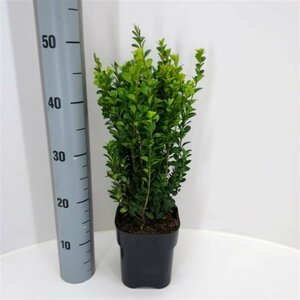 Buxus sempervirens 30/40 C. - afbeelding 1