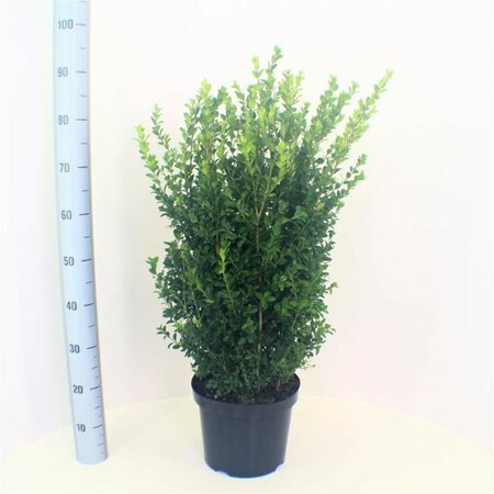 Buxus sempervirens 30/40 C. - afbeelding 2