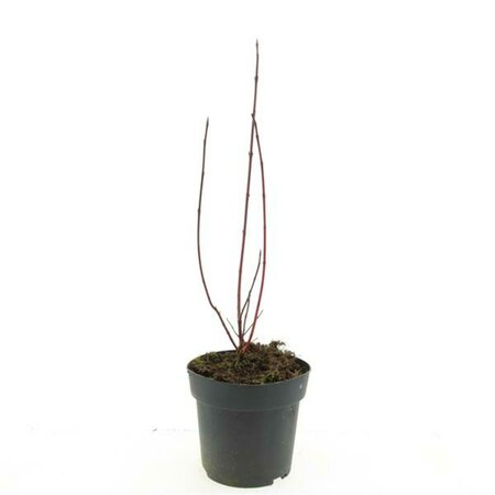 Cornus alba 'Sibirica Variegata' 60/80 C. - afbeelding 6