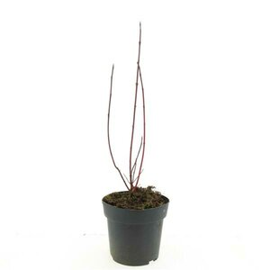 Cornus alba 'Sibirica Variegata' 60/80 C. - afbeelding 6