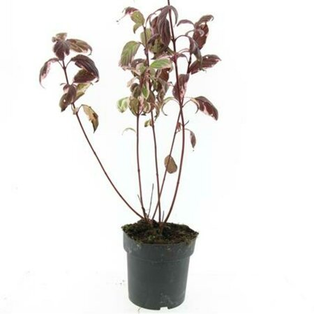 Cornus alba 'Sibirica Variegata' 60/80 C. - afbeelding 7