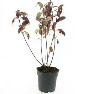 Cornus alba 'Sibirica Variegata' 60/80 C. - afbeelding 7