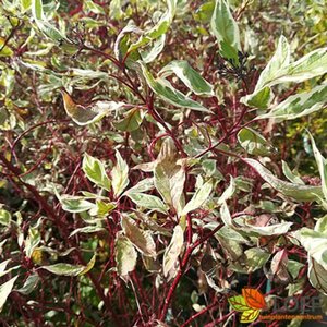 Cornus alba 'Sibirica Variegata' 60/80 C. - afbeelding 1