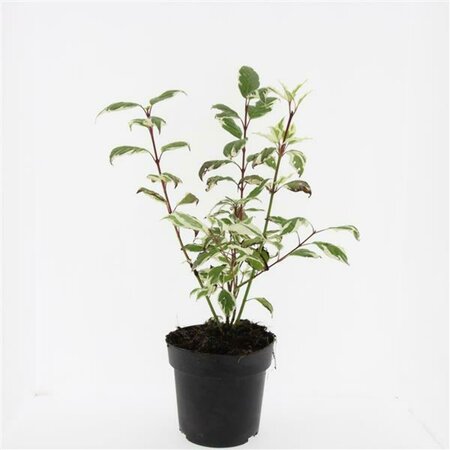 Cornus alba 'Sibirica Variegata' 60/80 C. - afbeelding 8