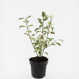 Cornus alba 'Sibirica Variegata' 60/80 C. - afbeelding 8