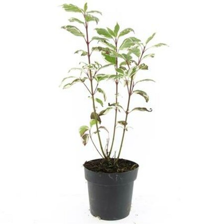 Cornus alba 'Sibirica Variegata' 60/80 C. - afbeelding 9