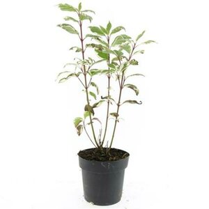 Cornus alba 'Sibirica Variegata' 60/80 C. - afbeelding 9