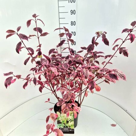 Cornus alba 'Sibirica Variegata' 60/80 C. - afbeelding 2