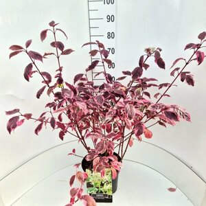 Cornus alba 'Sibirica Variegata' 60/80 C. - afbeelding 2