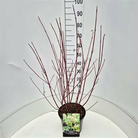 Cornus alba 'Sibirica Variegata' 60/80 C. - afbeelding 4