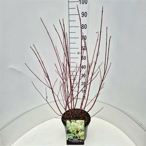 Cornus alba 'Sibirica Variegata' 60/80 C. - afbeelding 4