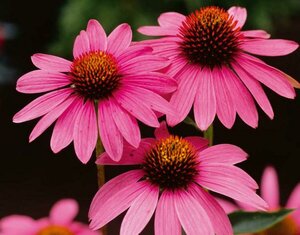 Echinacea purpurea C5 - afbeelding 8