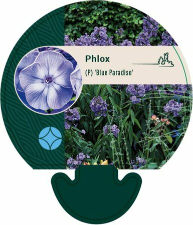 Phlox paniculata 'Blue Paradise' C2 - afbeelding 4