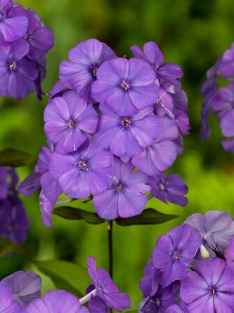 Phlox paniculata 'Blue Paradise' C2 - afbeelding 2