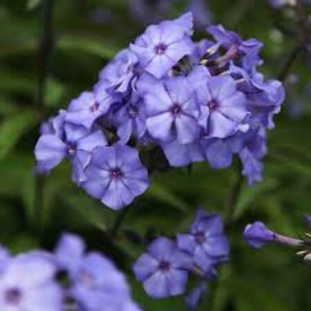 Phlox paniculata 'Blue Paradise' C2 - afbeelding 3