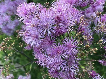 Thalictrum 'Elin' C2 - afbeelding 1