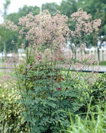 Thalictrum 'Elin' C2 - afbeelding 2