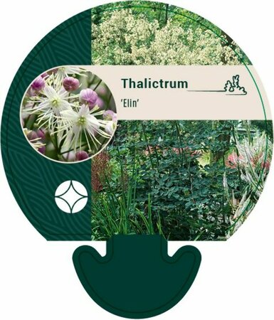 Thalictrum 'Elin' C2 - afbeelding 5