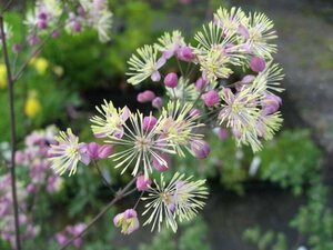 Thalictrum 'Elin' C2 - afbeelding 3