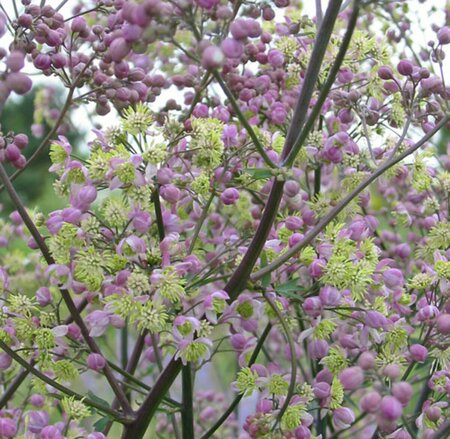 Thalictrum 'Elin' C2 - afbeelding 4